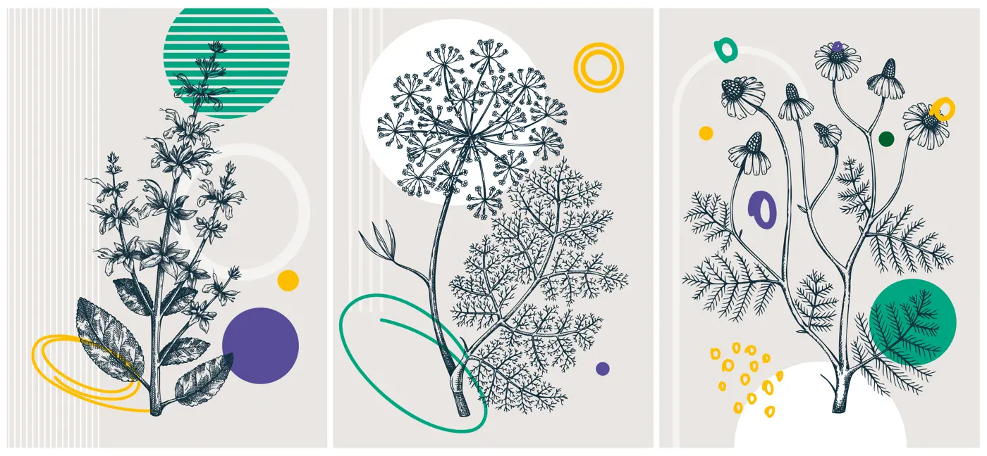 Collage-style summer herbs vector illustration. Hand-sketched floral banner set. Trendy design with botanical elements and geometric shapes. Elegant herbs for sketch print, poster, card, and wall art. Illustration